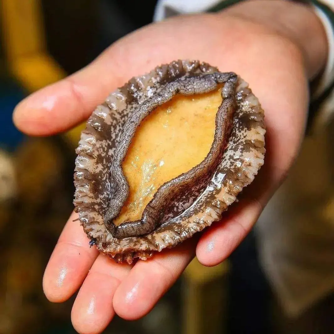 （顺丰冷链）黄金规格鲍鱼肉5厘米左右纯肉速冻 海鲜水产