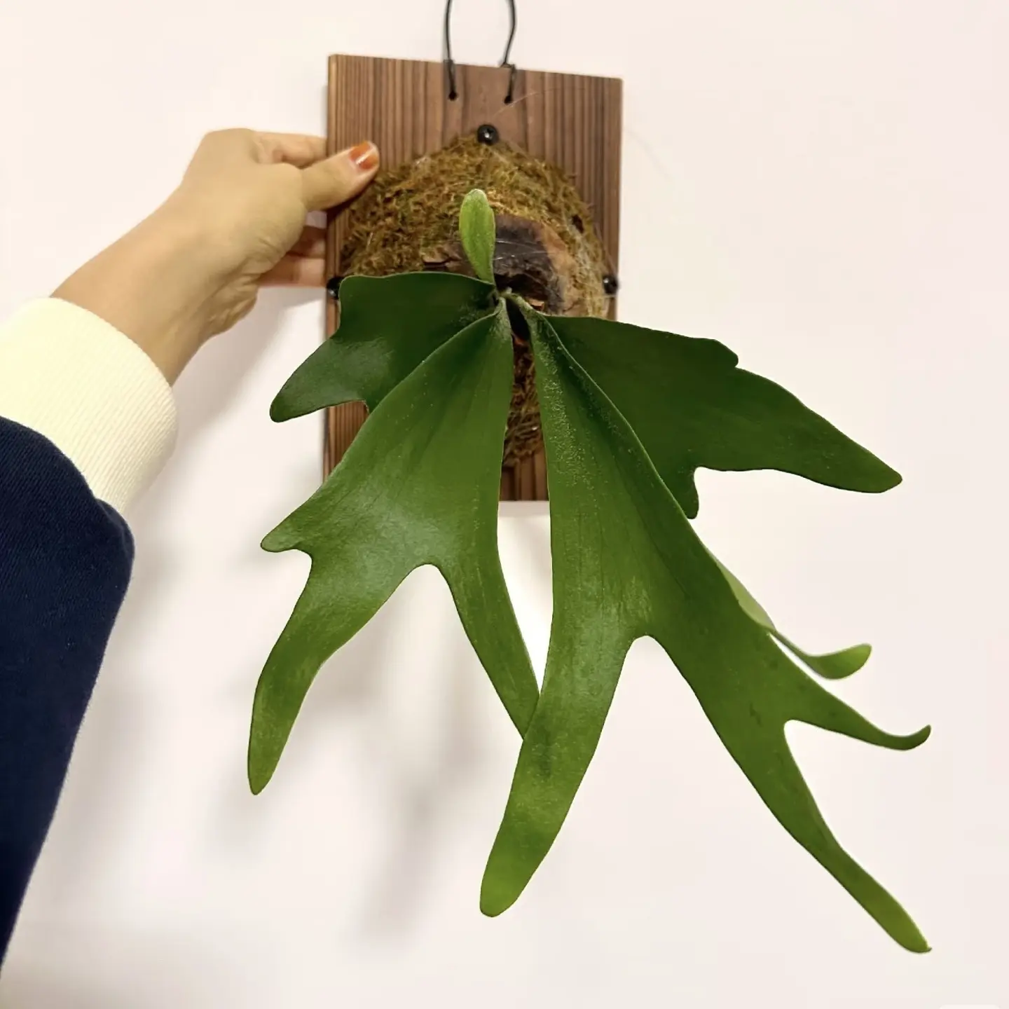 二歧鹿角蕨网红北欧风室内挂墙绿植盆栽垂吊蕨类净化空气