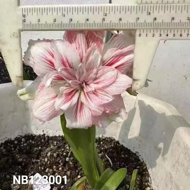朱顶红【NB123001】越朱 只包对版，不包后期养护