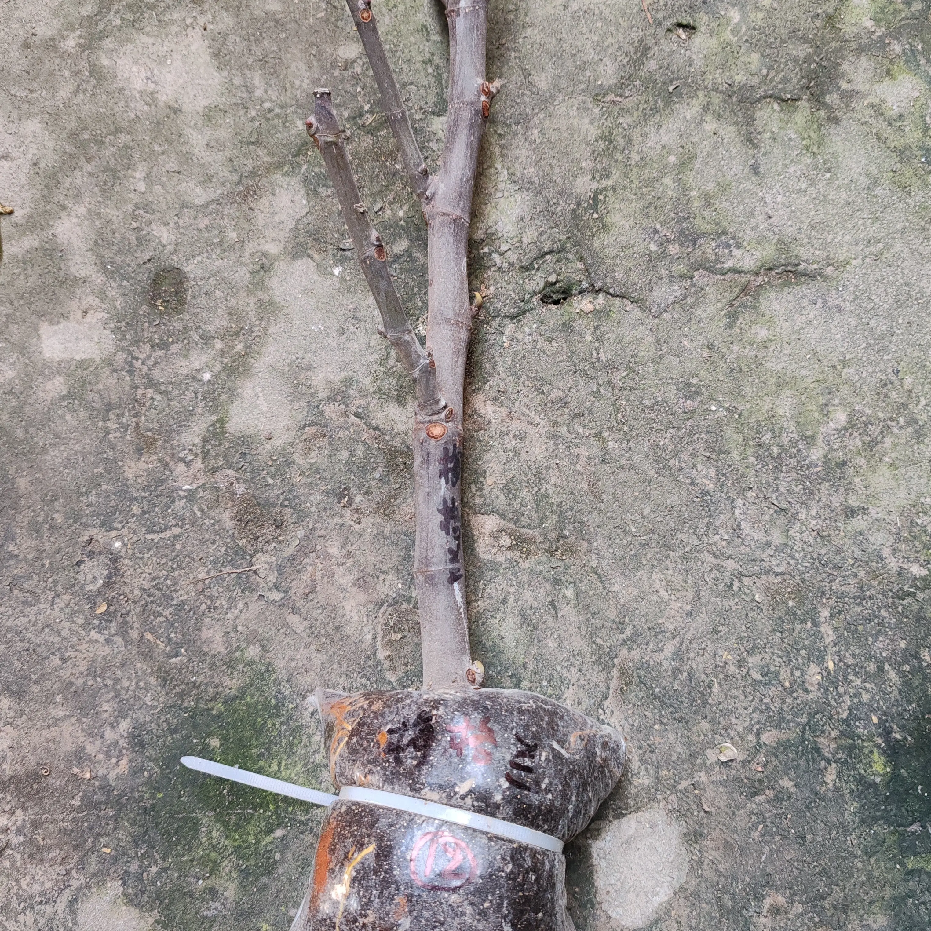 精品梅格兰高压包一颗