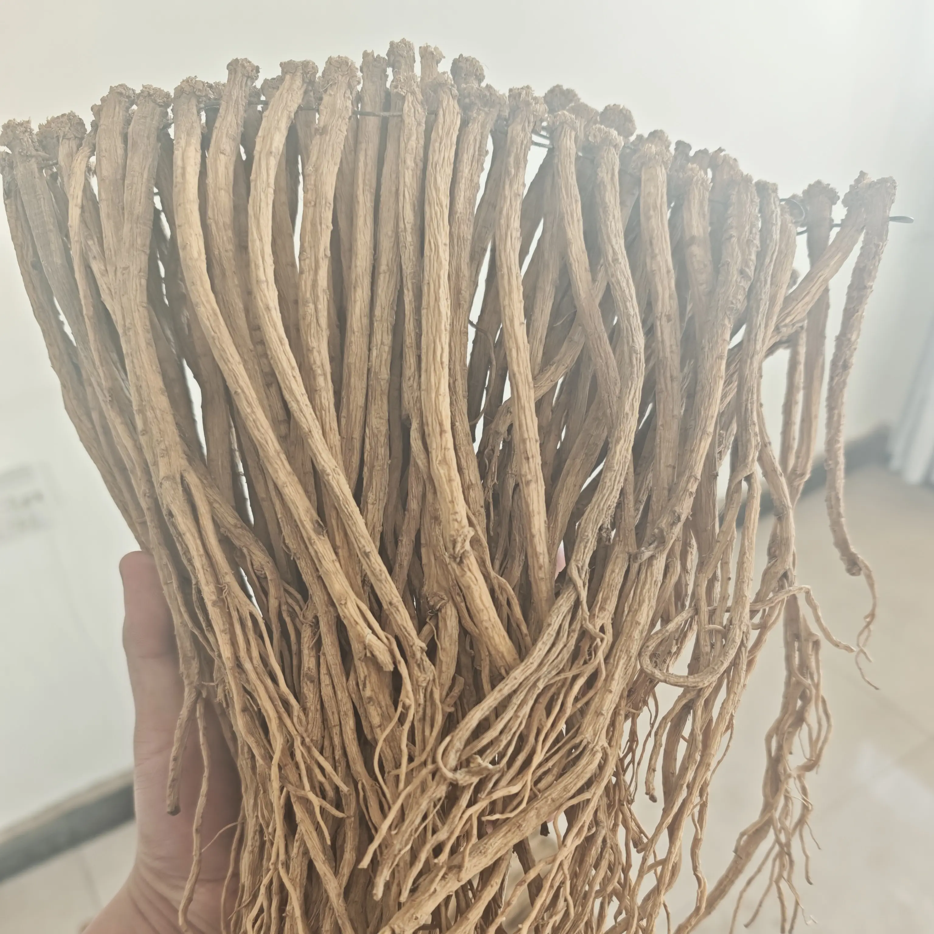 【元旦福利】甘肃白条党参干货无硫煲汤泡水养生滋补