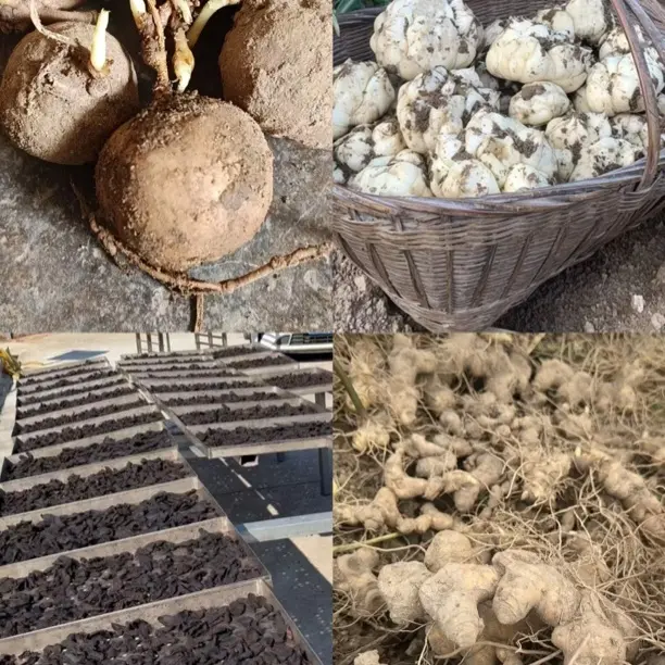 一物一拍初级农产品水果蔬菜生长根茎类草本植物