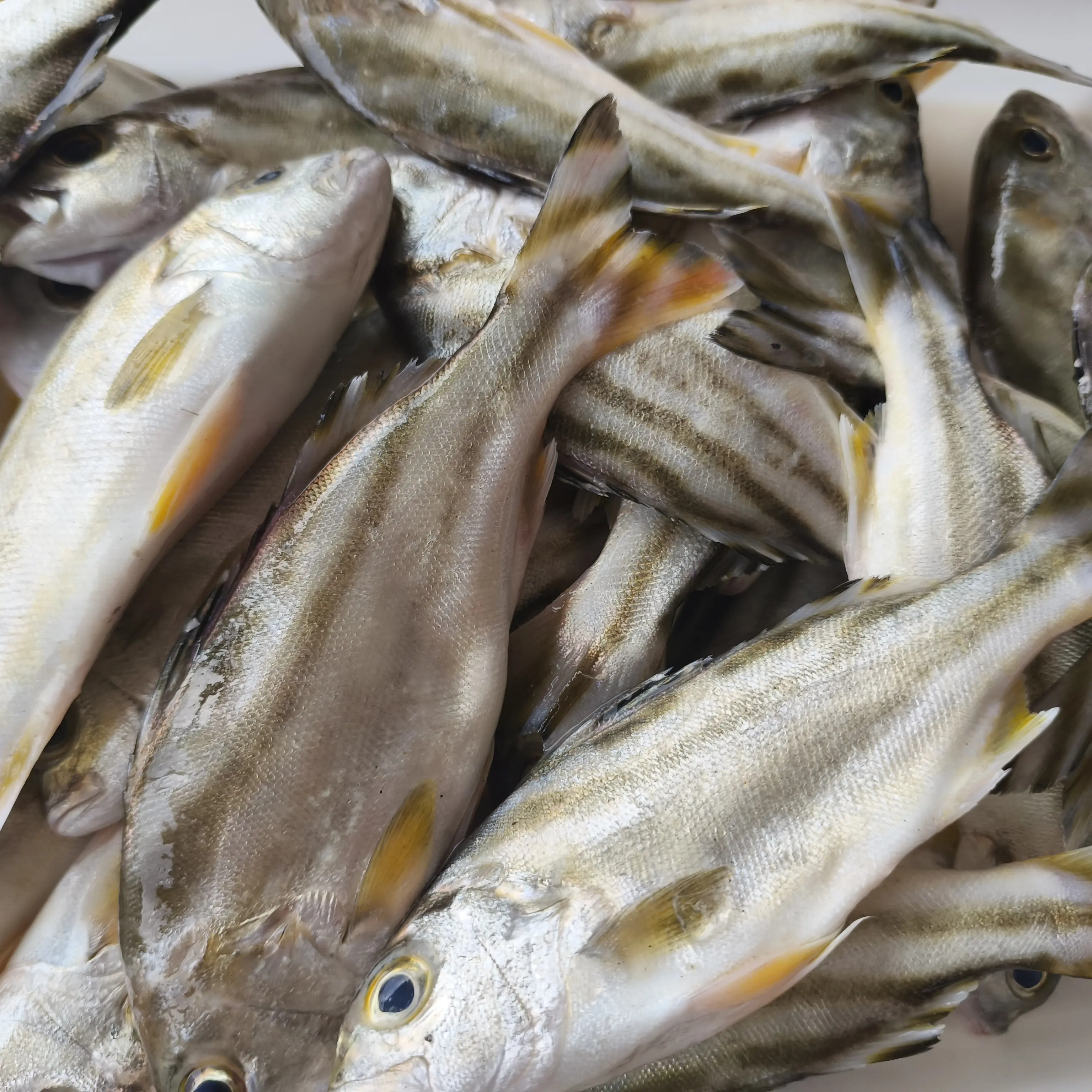 湛江本港新鲜三线鱼 顺丰冷链发货包鲜