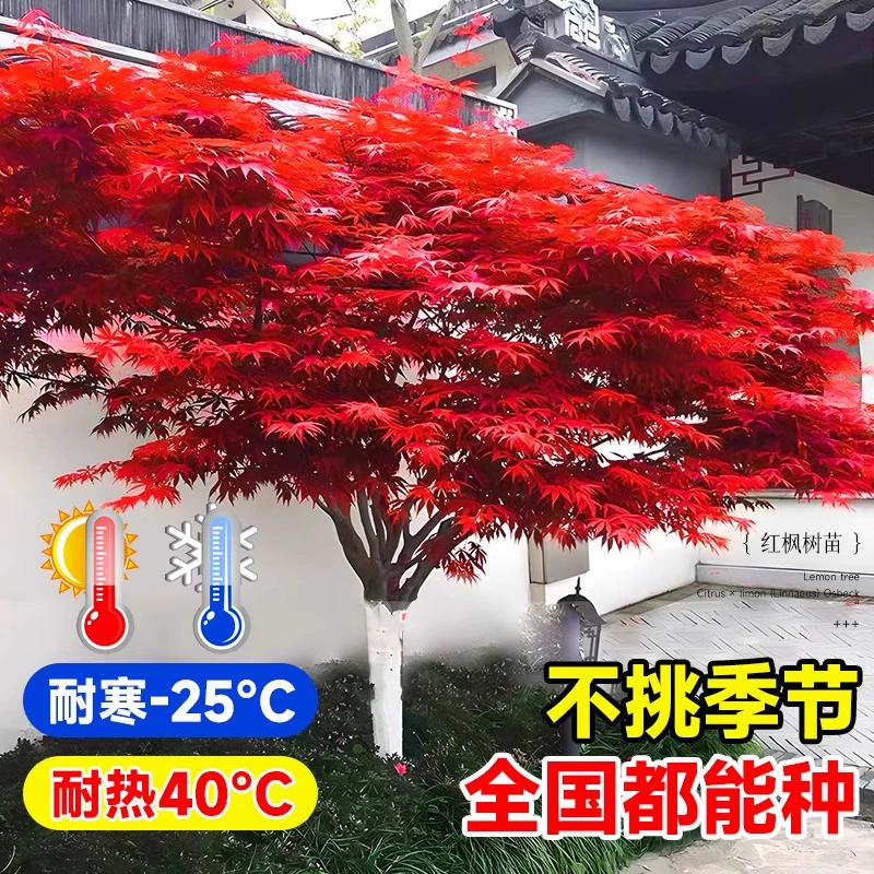 中华红枫树三季红耐寒耐旱好养园林别墅庭院绿化造景红舞姬红枫