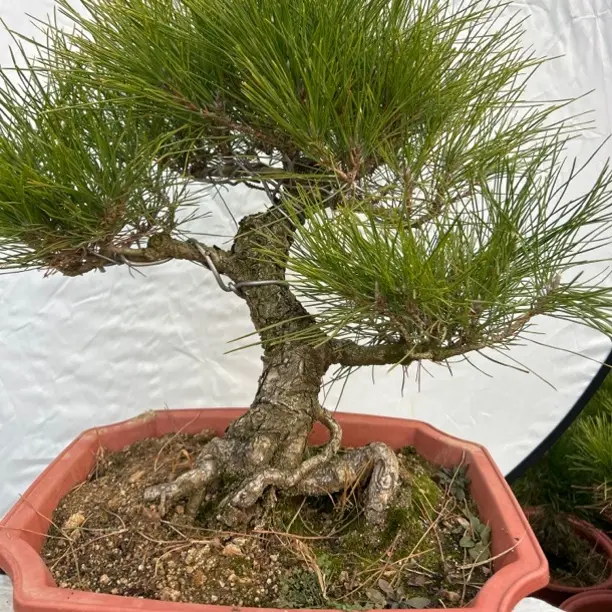老桩黑松五针松造型盆景美观精品小苗