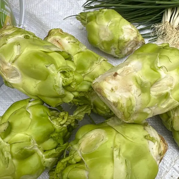 四川农家自种新鲜榨菜头青菜头菱角菜芥菜羊角菜产地直发