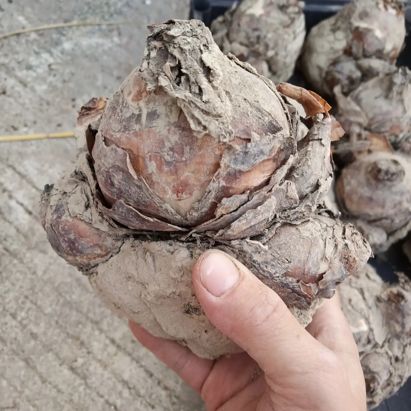 漳州水仙花种球水培大球室内好养年宵花水养植物盆栽冬季客厅阳台