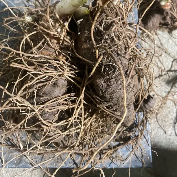 云南滇重楼七叶一枝花