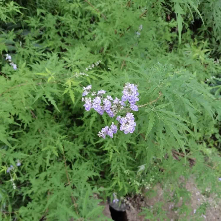 太行小叶黄荆赏花赏叶