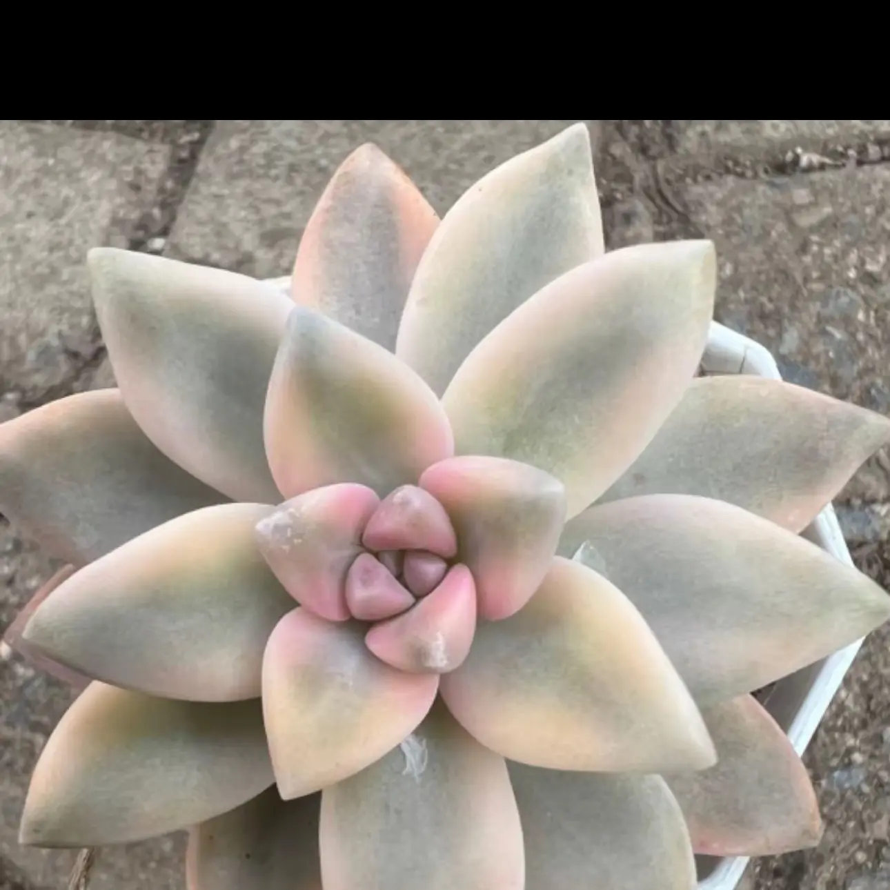 淡雪锦 满19.9包邮