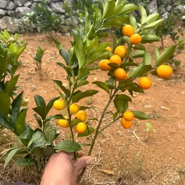 （中苗）爆果型（早熟金桔盆景）室内室外阳台地栽都能种植