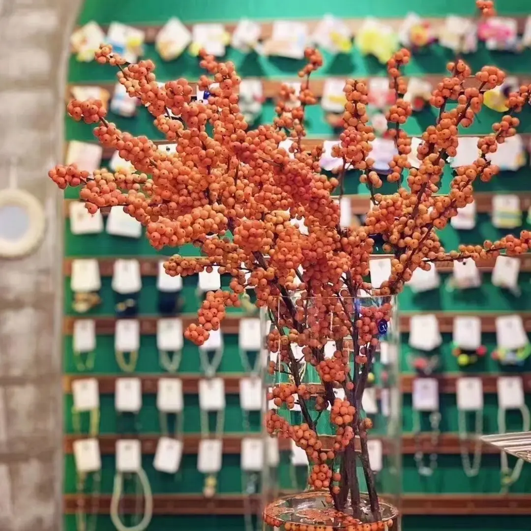 耐寒耐热易养的冬青红果花卉室内外高端盆栽绿植