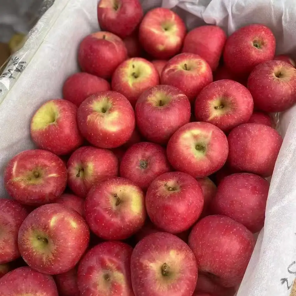 威宁晚熟冰糖心苹果，不打药，施农家肥，饮山泉水，自然生长240天