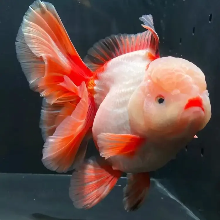 泰狮金鱼活体冷水观赏鱼百褶樱花元宝狮国粹好养耐活淡水宠物鱼