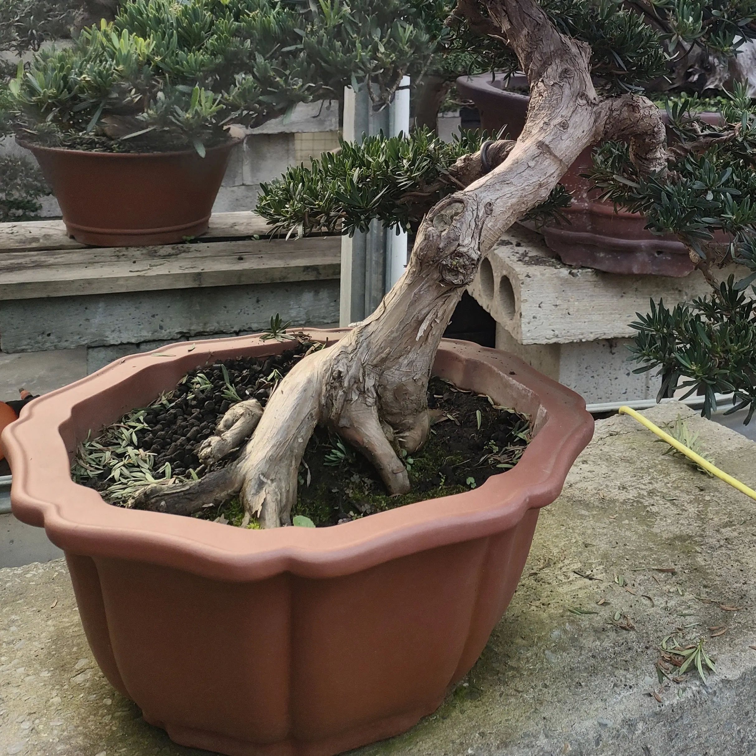 精品迎客松盆景室内外绿植四季常青好养