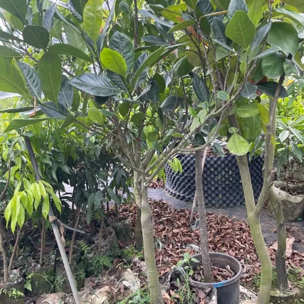 印尼红菠萝蜜树苗又香又脆又甜