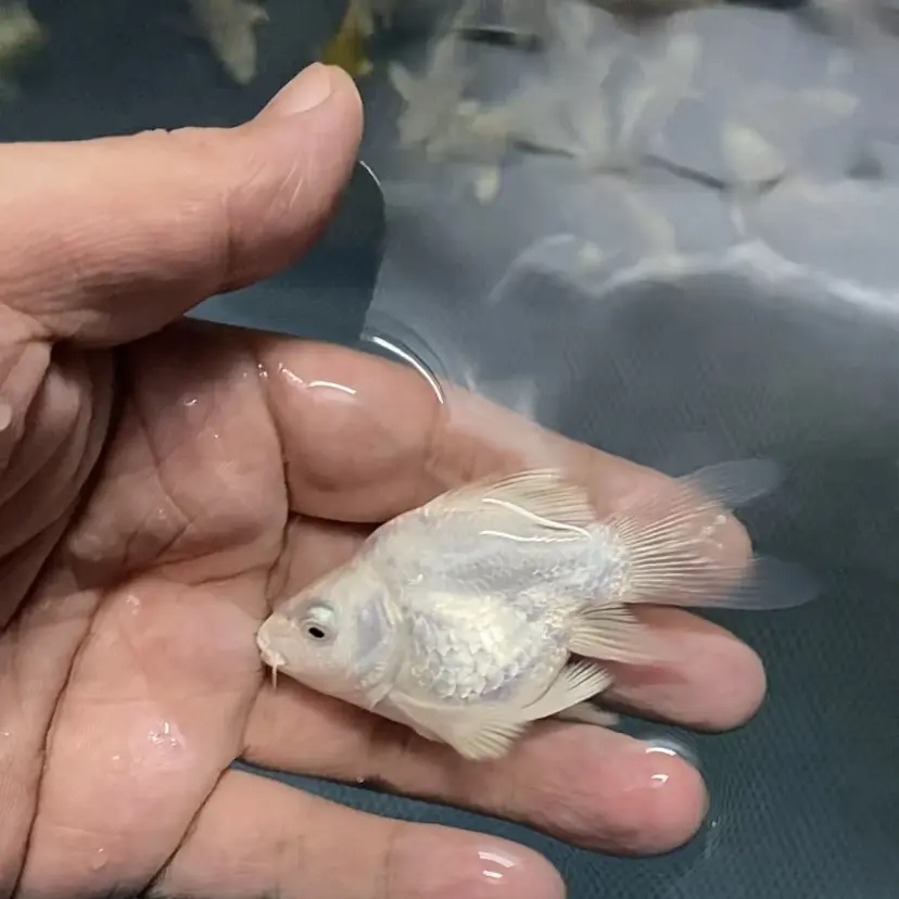 7 - 9公分精挑白球蝴蝶鲤冷水观赏鱼狮子头大鳍大尾好养耐活