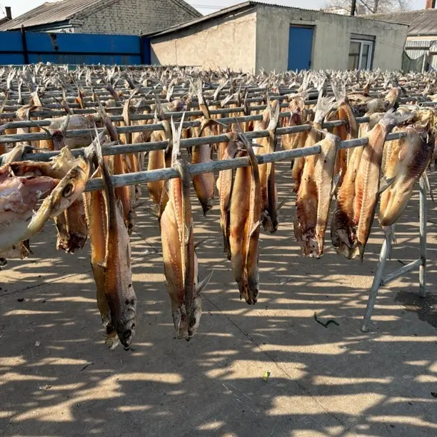 白鱼翘嘴鱼坯子五斤包邮（不是鱼干到货变湿变软正常现象）