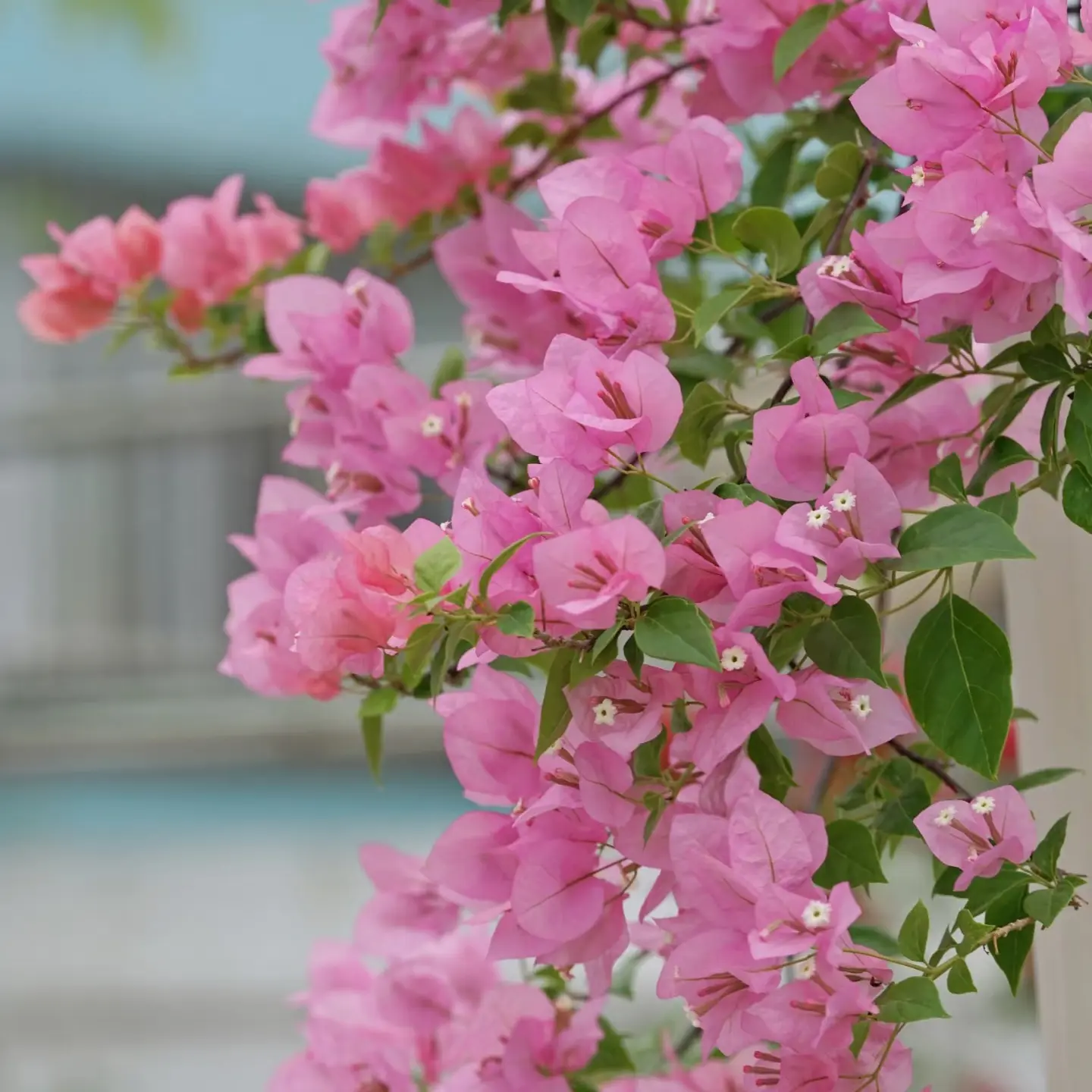【橙粉公主】三角梅四季勤花庭院阳台绿植花卉盆栽