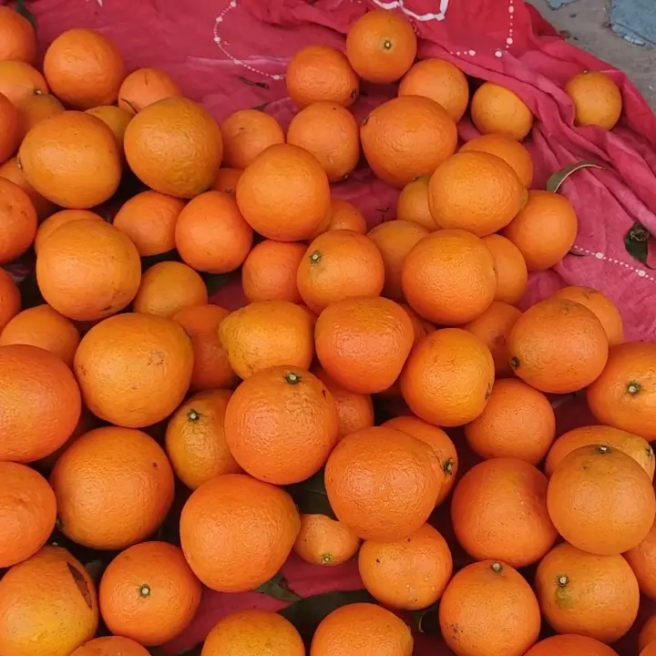 宜昌枝江脐橙纽荷尔65至75中果（福利）