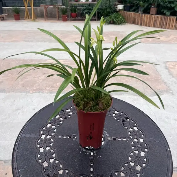 【建兰金丝马尾】国兰室内盆栽绿植花卉含盆浓香好养客厅