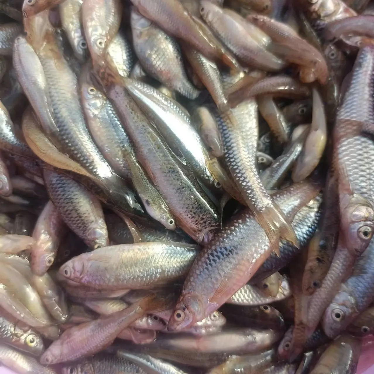 麦穗鱼4斤（1-6厘米）速冻发货东北野生小杂鱼