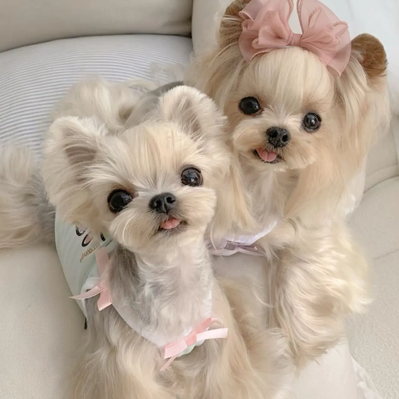 ［不晚宠物］宠物狗狗一犬一拍直播挑选