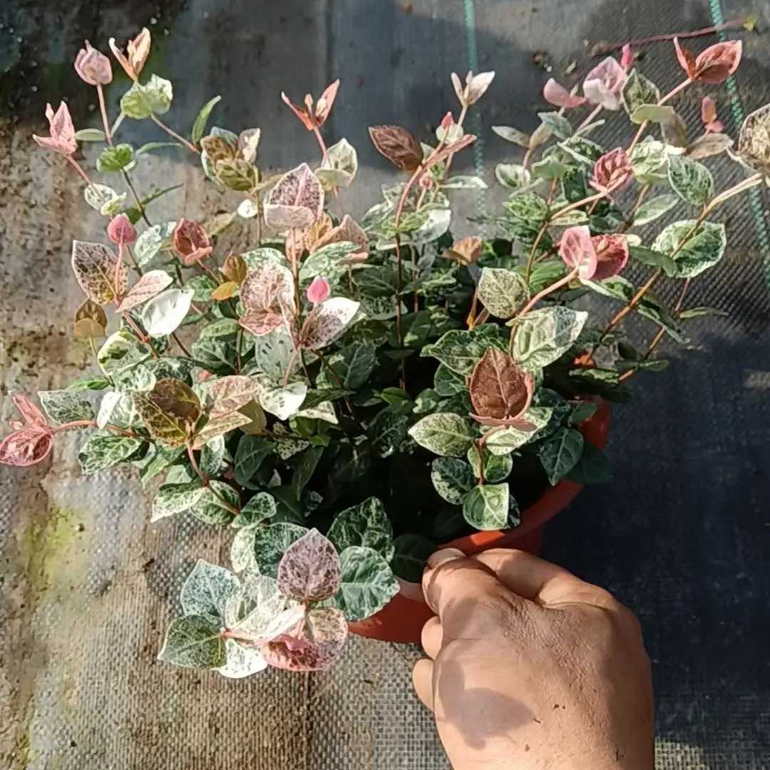 花叶络石垂吊爬藤小盆栽适合最快桌面茶宠的精美绿植室内女贞