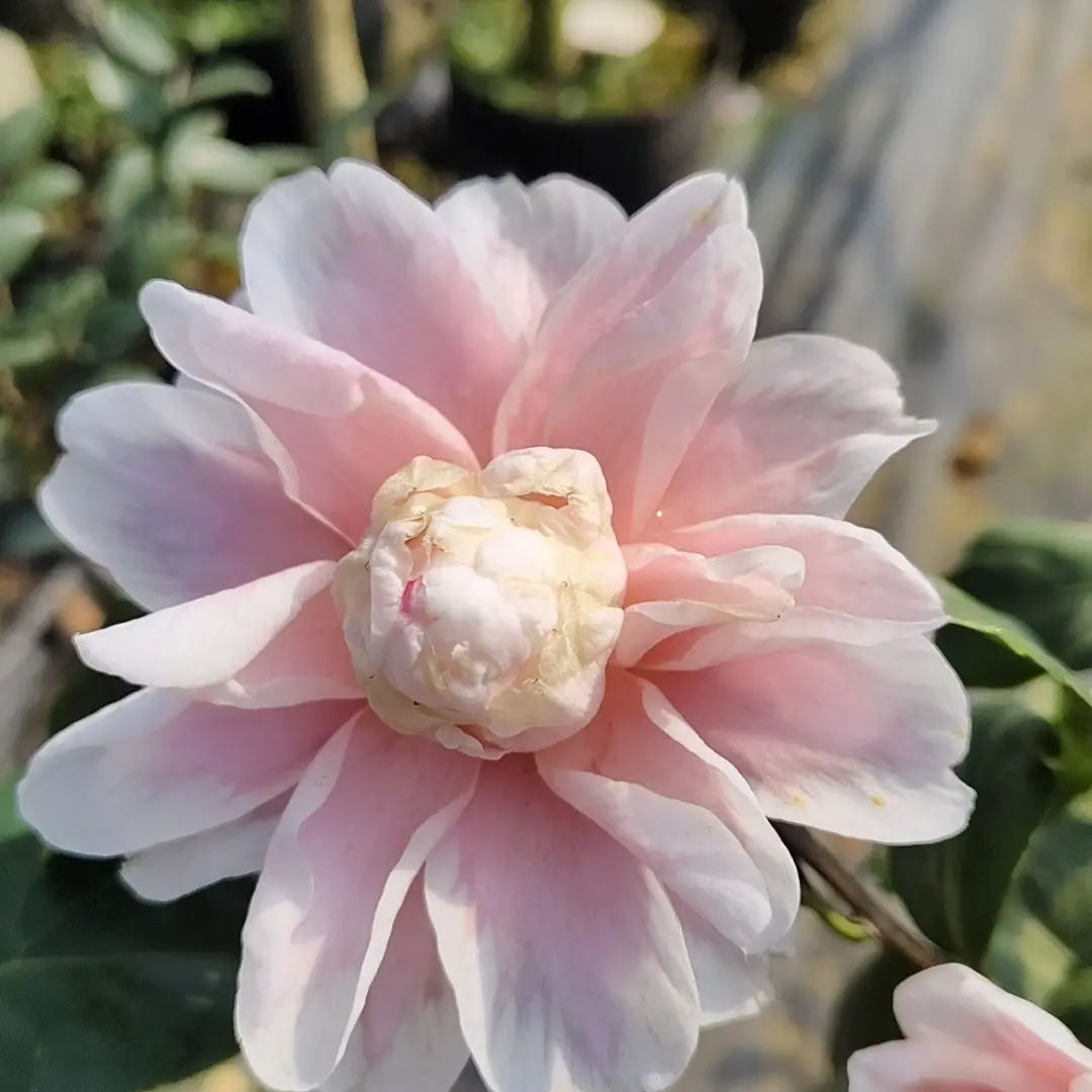 茶花凌波爆崽耐旱好养适合新手赏花观叶品种茶花
