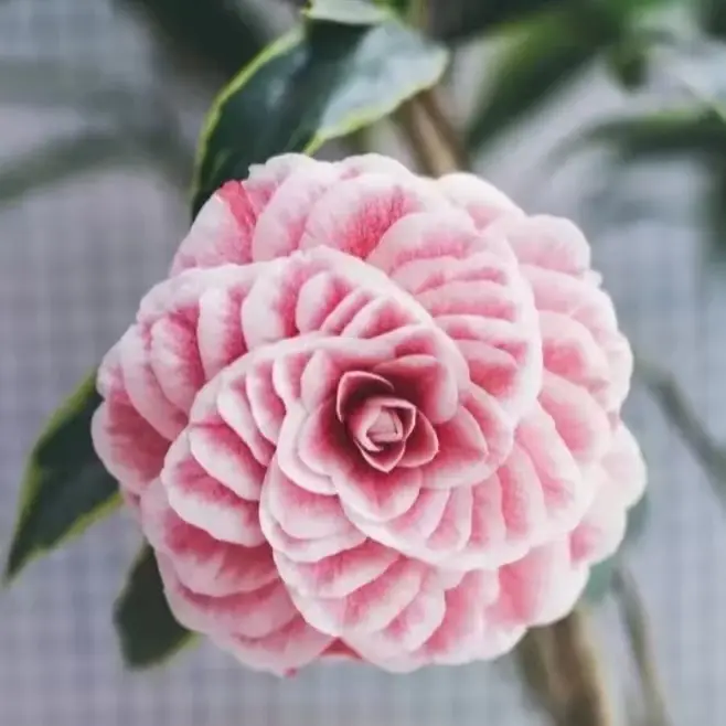 带花苞稀有品种金边十八学士山茶花原盆原土室内外阳台庭院