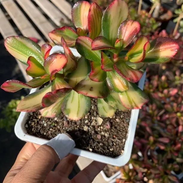 卷叶中斑玉树多肉植物脱土发货 新疆西藏青海不包邮 -5度以下慎拍