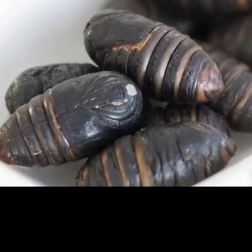 东北特产新鲜柞树大黑蛹，纯绿色高蛋白食品
