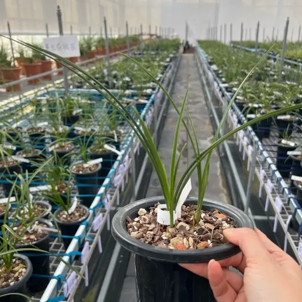 直播间莲瓣兰兰花一物一拍请勿自行下单