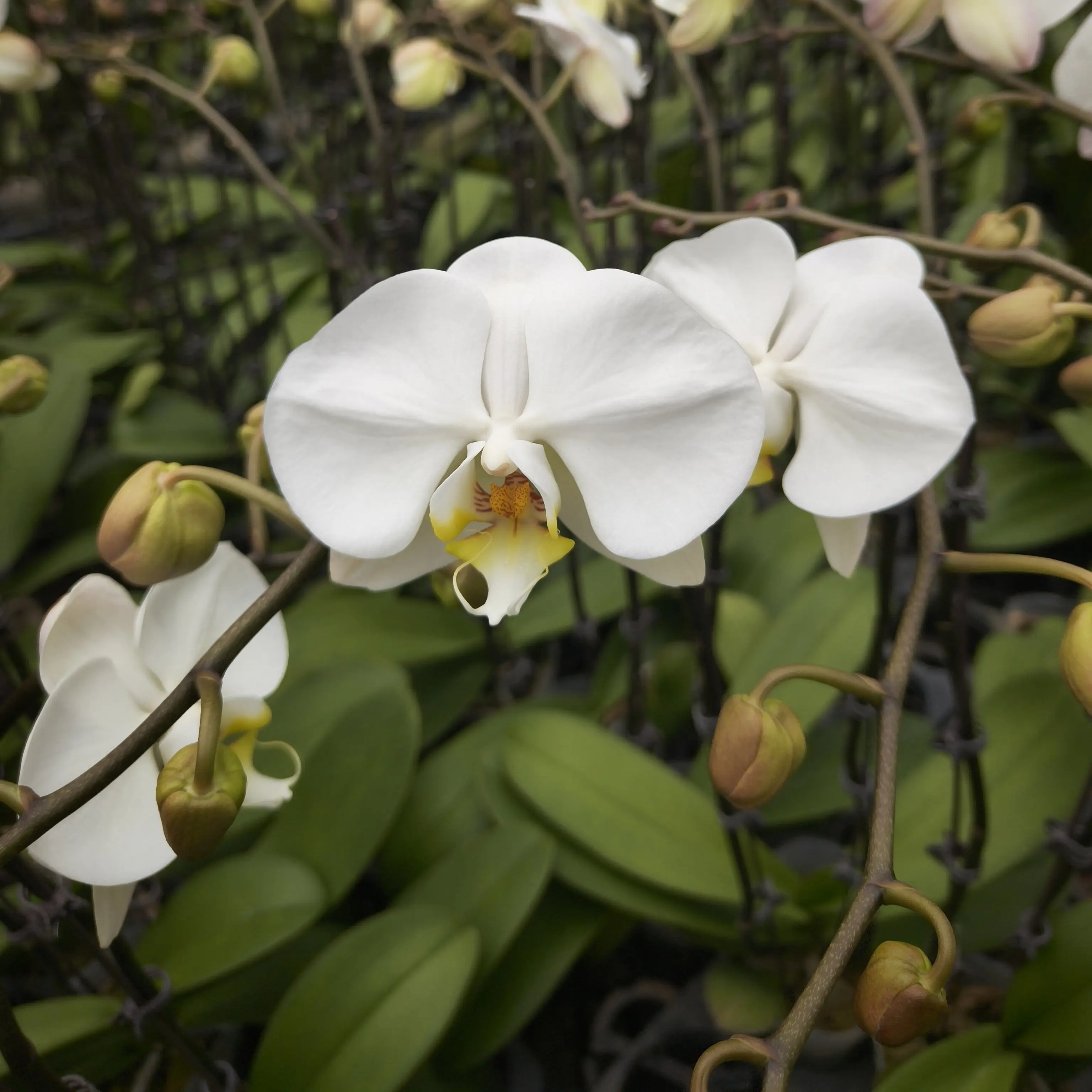 【大白V3-兰亭溆】蝴蝶兰带花发货室内高端观赏花卉绿植