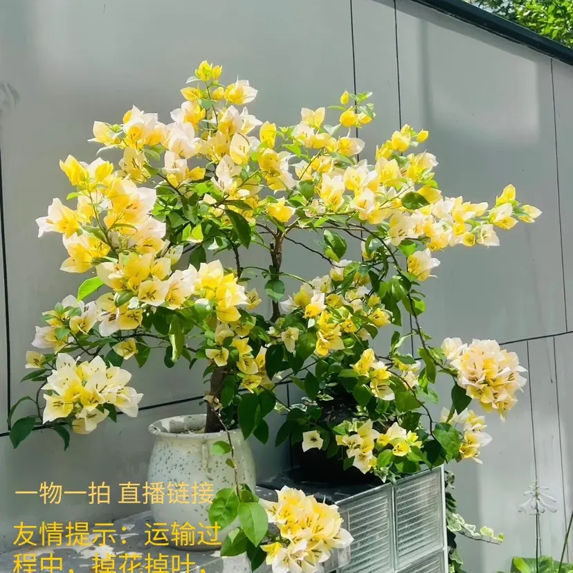 一物一拍链接三角梅绿植盆栽花卉四季开花适合阳台庭院楼顶种植