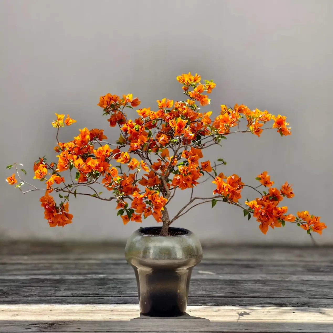 【橙桑巴】三角梅四季开花好养易活室内室外庭院阳台绿植花卉