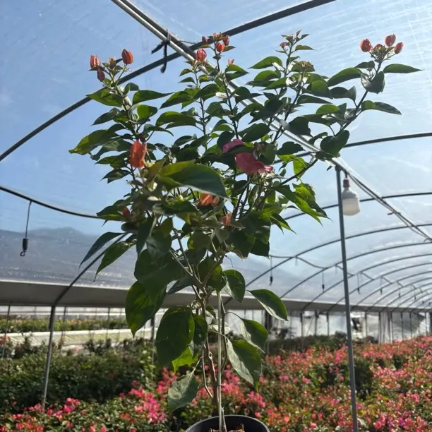 【阿朱娜】三角梅原盆原土适合阳台种植的开花盆栽