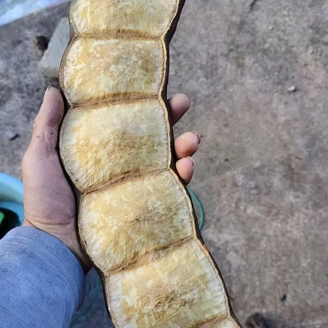 云南大豆荚平安豆半成品 自己动手做拍按豆子数量改价直播间下单）