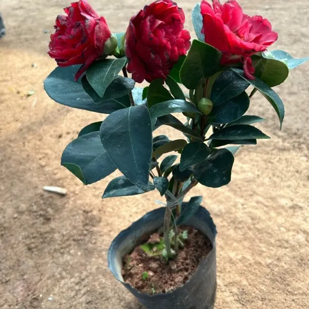 四季茶花盆栽树苗带花苞室内外阳台庭院耐寒好养花卉植物