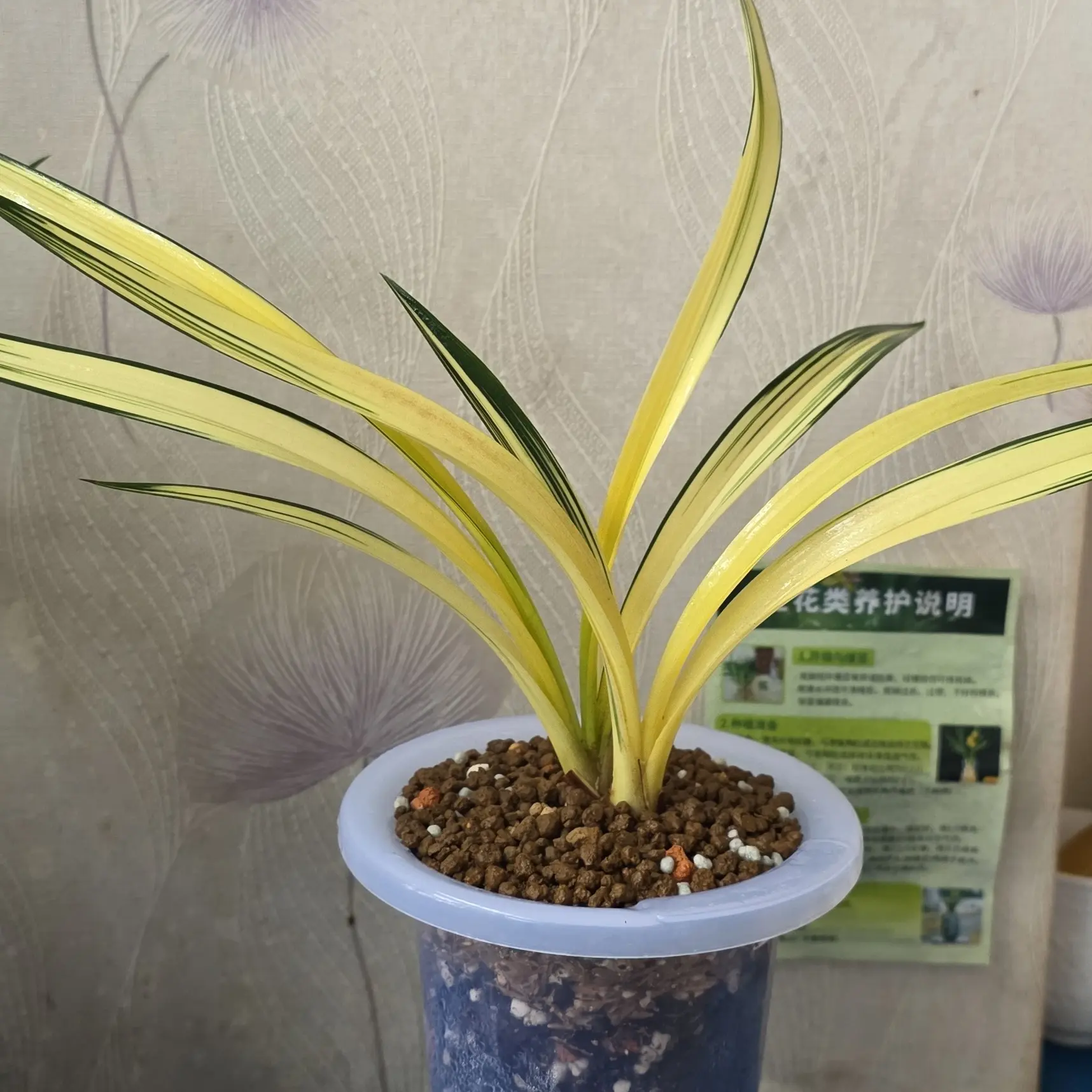 高端精品艺草[墨兰-南阳之松]  中透斑艺，两壮苗原盆原土发货