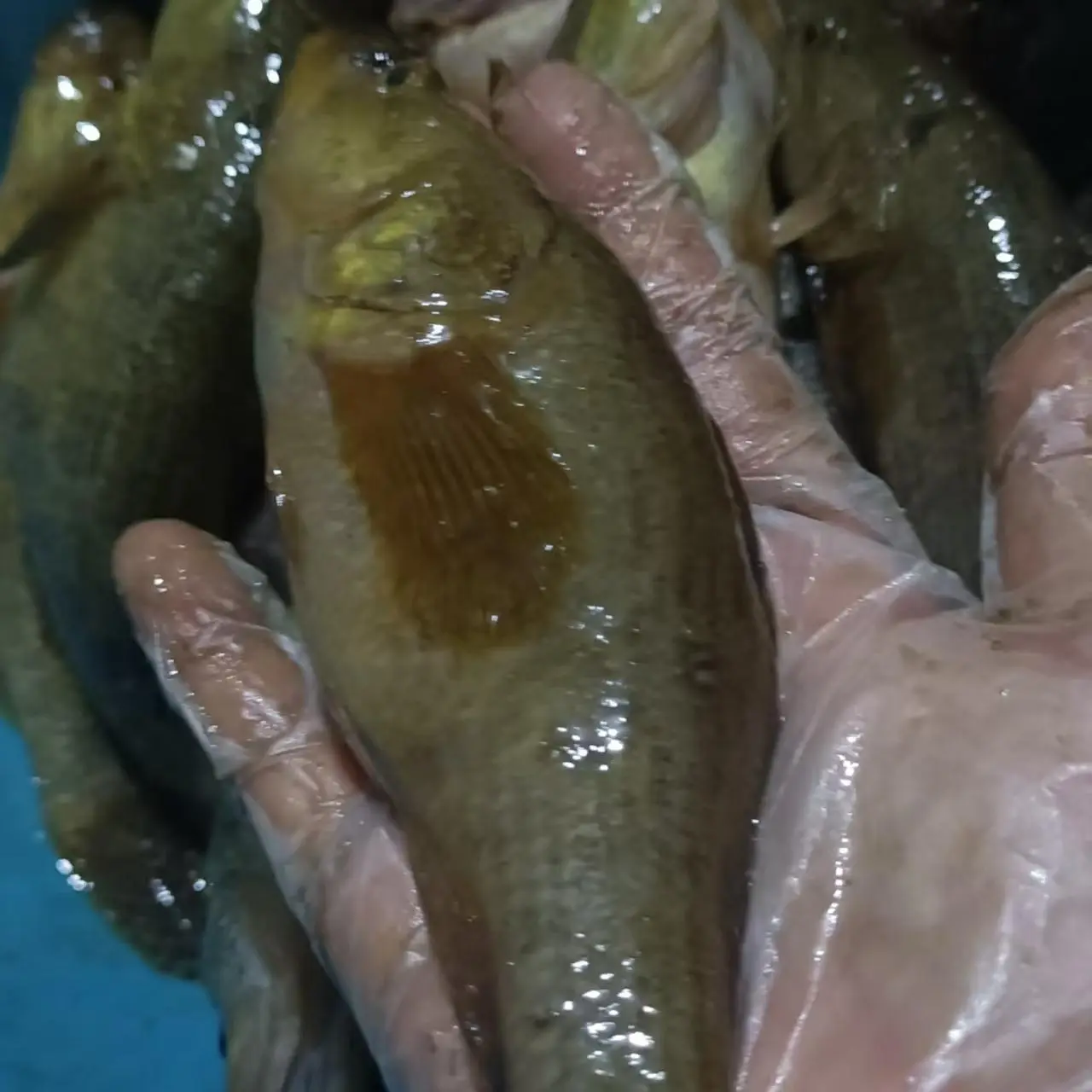 野生东北老头鱼速冻真空包装鲜活河鲜山胖头