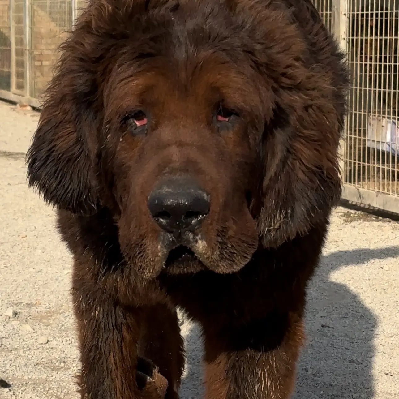 中华田园犬狗狗活体宠物适合看家护院陪伴