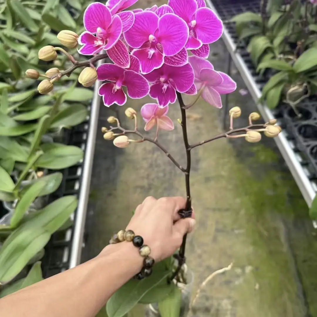 【红豆】蝴蝶兰苗3.0寸杯带花苞发货 爱长侧枝丰花