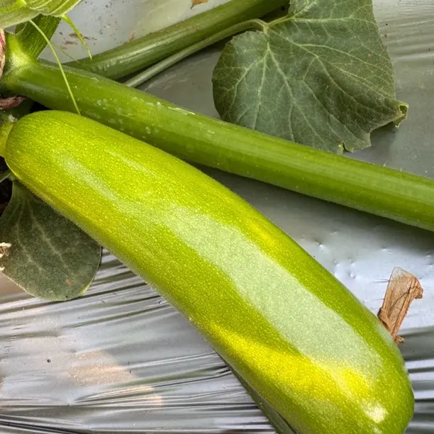 新鲜现摘西葫芦无刺清脆爽口可即食