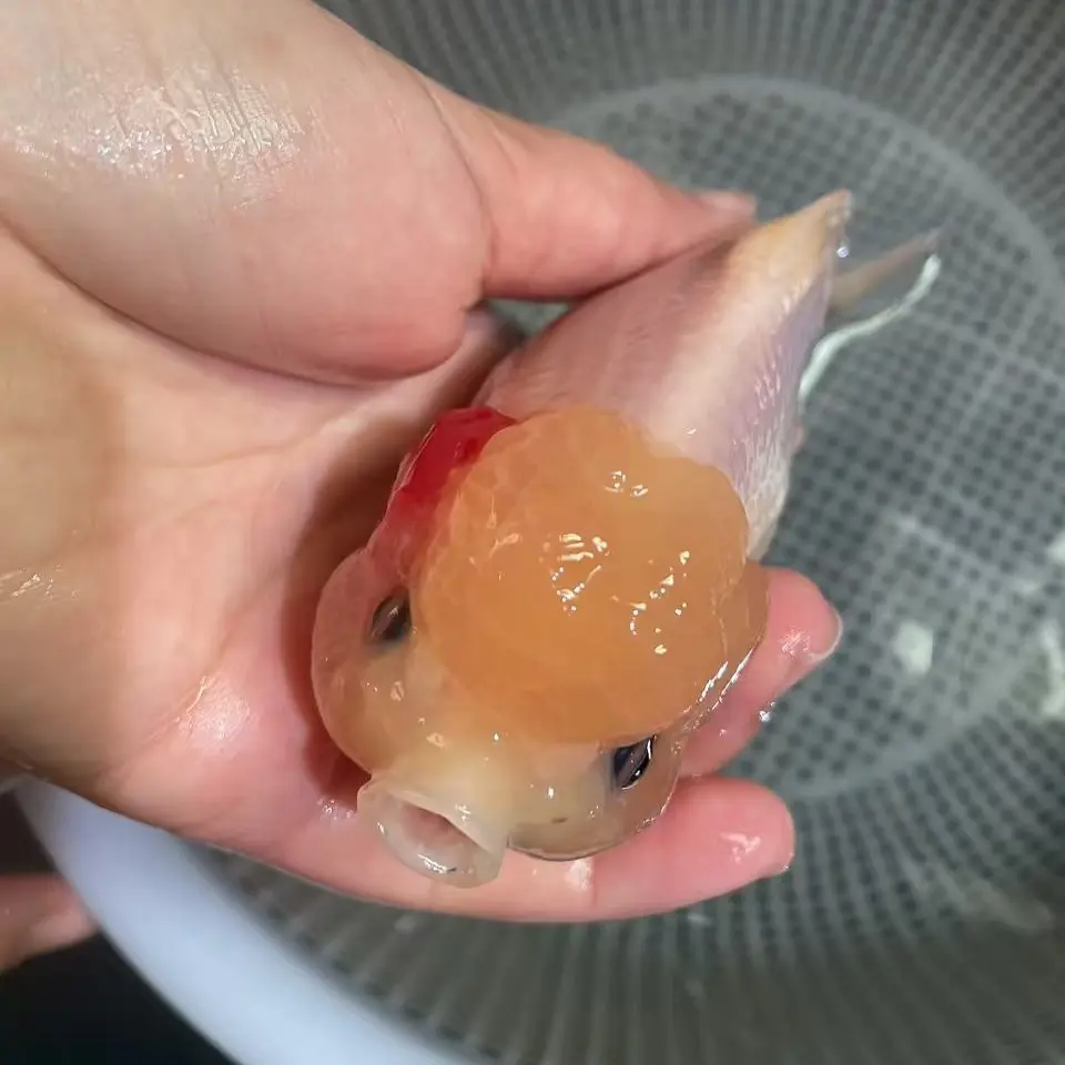 渔场直发波妞脸泰狮兰寿金鱼冷水好养耐活