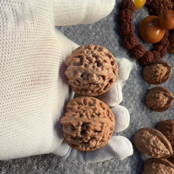 山地果无药老款白狮子