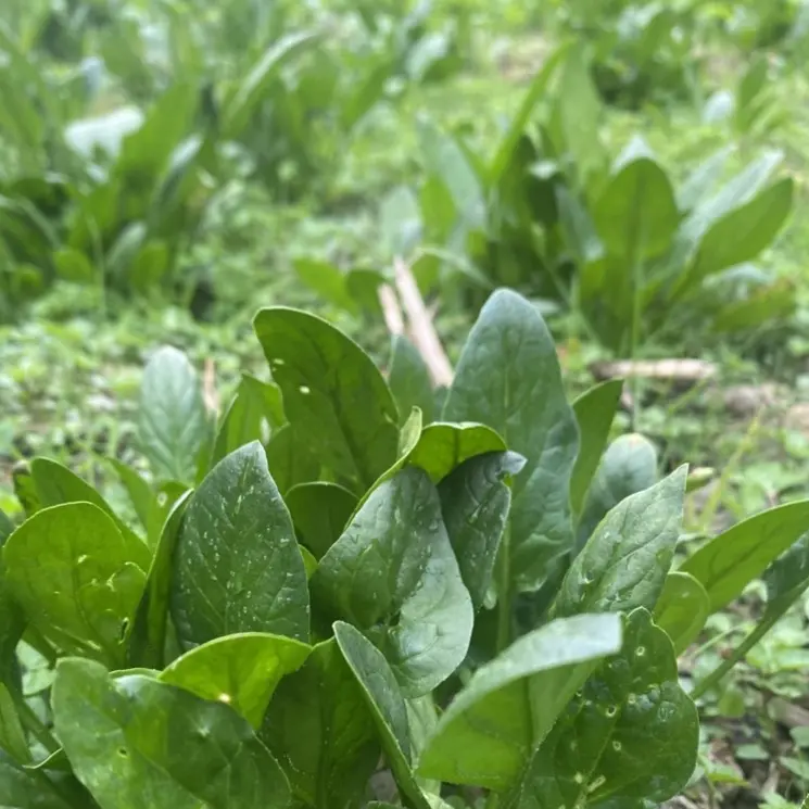 本地农家自种新鲜迟菜心现摘现发蔬菜
