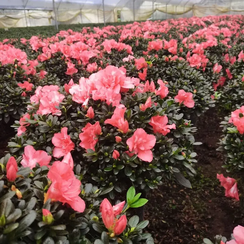 杜鹃花盆栽花卉带花苞大颗老桩四季开花室内外好养易活绿植