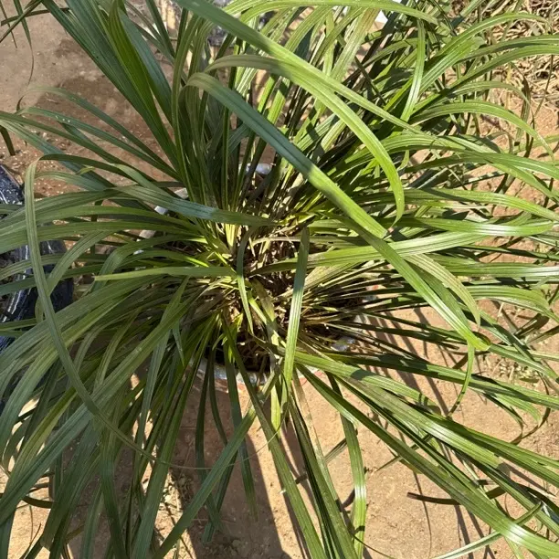 蕙兰春兰绿植花卉兰花