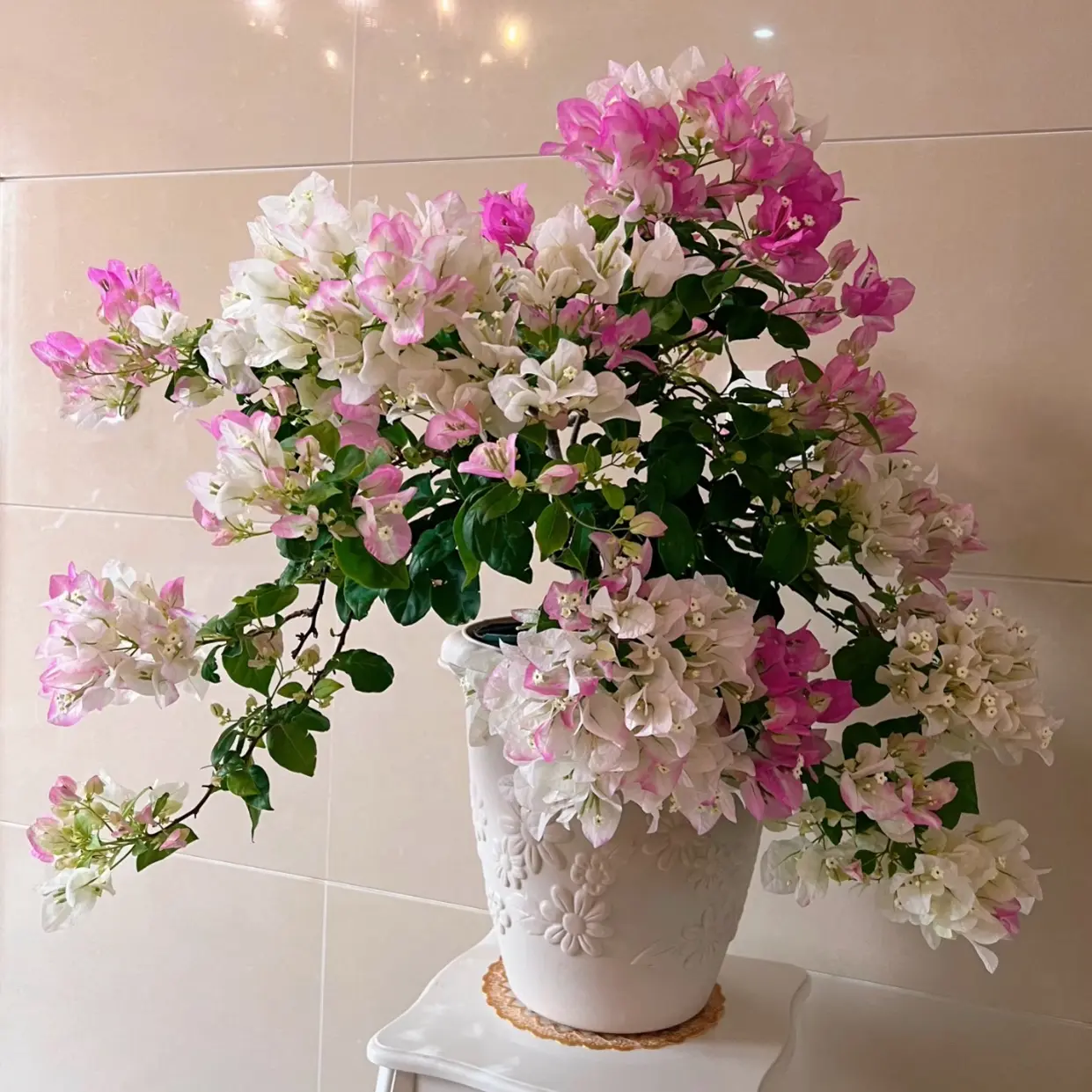 【口红】三角梅一物一拍发货室内阳台庭院勤花爬藤四季开花好养品种